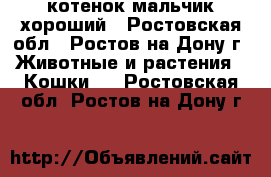 котенок мальчик хороший - Ростовская обл., Ростов-на-Дону г. Животные и растения » Кошки   . Ростовская обл.,Ростов-на-Дону г.